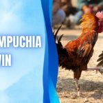 Săn Link Đá Gà Campuchia Đỉnh Cao - Xem Thomo Trực Tiếp