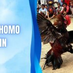 Đá Gà Thomo Hôm Nay - Săn Link HD Siêu Mượt Bản Quyền