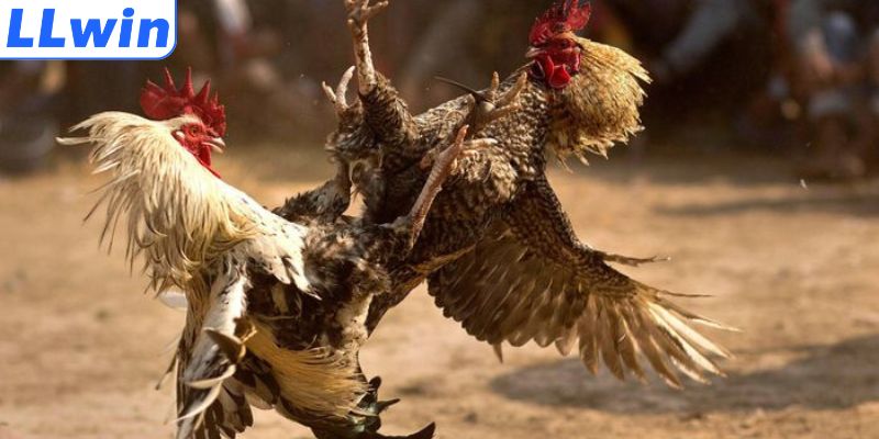 Sảnh chơi chọi gà uy tín