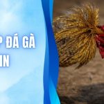 Trực Tiếp Đá Gà C1 - C6 Siêu Nét - Link Xem Bản Quyền